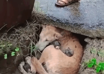 M2808004_THANKS GUYS highlight reelsvideoシ fbreelsfypシ furparentslove hindisilaasolang feedthestrays dogoffb furbaby paws Hindi Sila_part2