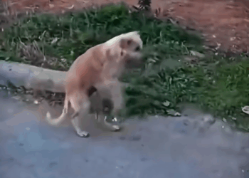 M2808002_highlight reelsvideoシ fbreelsfypシ furparentslove hindisilaasolang feedthestrays dogoffb furbaby paws Hindi Sila_part2