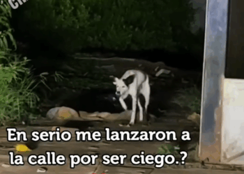 M2208024_El rescate más lindo que verás está chica rescato le dió una segunda oportunidad un perrito ciego amorporlosanimales hist_part2