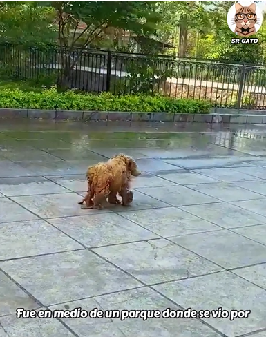 M2808013_En toda su vida no ha recibido un baño_part2