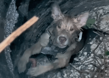 M2808008_Rescue poor dog pet xuhuong fyp trending dog_part2