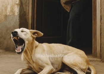 M3108001_História em ia. Mas acontece nós dias de hoje jocagolden goldenjoca Tudo do amigo cao_part2