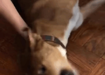 M0208004 Poor dog pet trending fyp xuhuong petsoftiktok dog dogsoftiktok part2