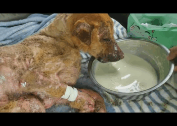 M0208007 Poor dog pet trending fyp xuhuong petsoftiktok dog dogsoftik