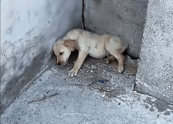 M2809011_#dogvideo #poordogvideo #poordog #dogsoftiktok _part2