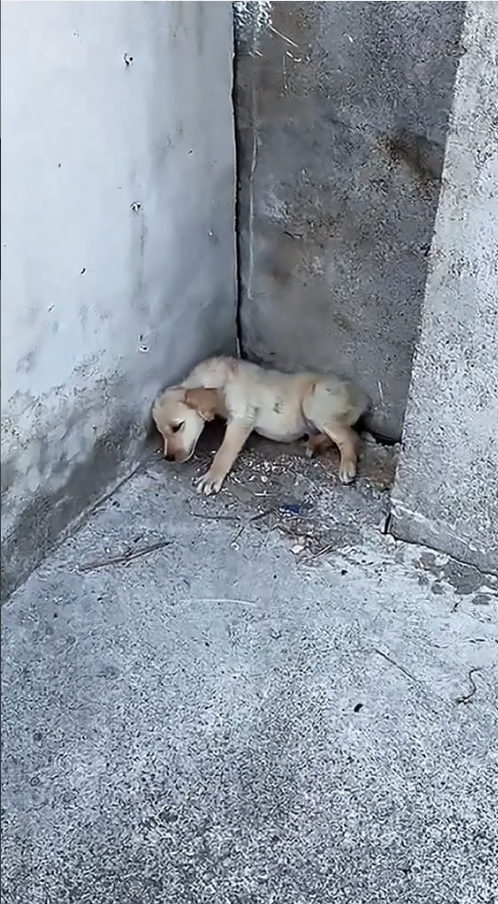 M2809011_#dogvideo #poordogvideo #poordog #dogsoftiktok _part2