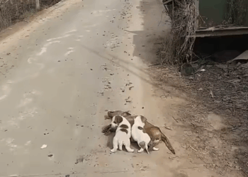 M2809001_Sorry, I tried my best_part2