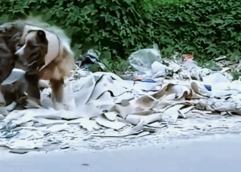 M2509011_The stray broken-legged sheepdog was looking for food and dumped in the garbage heap, and the maggots gnawed at the rotten body. #straydog #strayd_part2