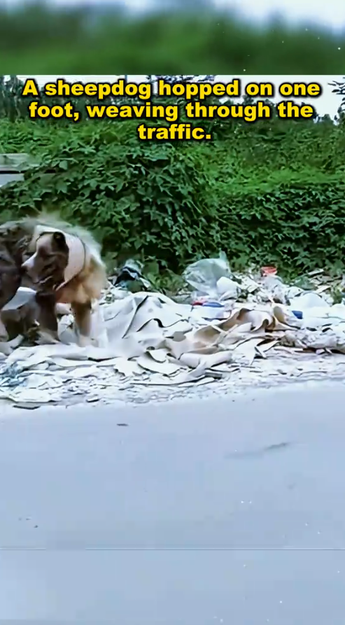 M2509011_The stray broken-legged sheepdog was looking for food and dumped in the garbage heap, and the maggots gnawed at the rotten body. #straydog #strayd_part2