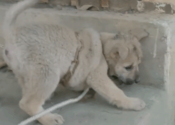 M2709004_While exercising, I accidentally heard the puppy whining in this abandoned house. As soon as I entered, I witnessed this horrifying scene. Without_part2