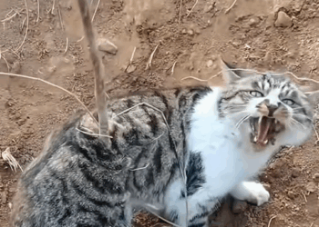M2809022_#cat #cute #catsoftiktok #catvideo _part2