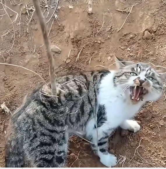 M2809022_#cat #cute #catsoftiktok #catvideo _part2