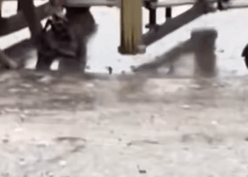 M2809013_It’s hard to remove the iron clamp. Poor dog.#dog #dogsoftiktok #poor #dogvideo #poordogvideo _part2