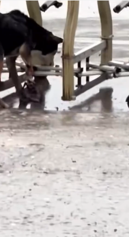 M2809013_It’s hard to remove the iron clamp. Poor dog.#dog #dogsoftiktok #poor #dogvideo #poordogvideo _part2