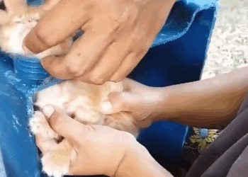 M2709008_Rescuing a little kitty whose head is stuck in a bottle 🐈_part2