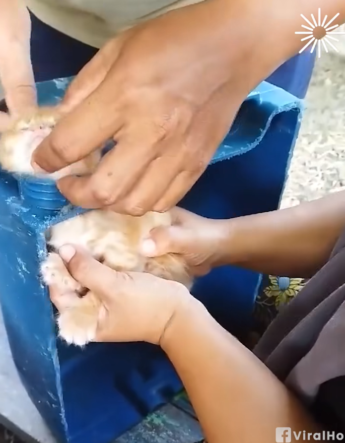 M2709008_Rescuing a little kitty whose head is stuck in a bottle 🐈_part2