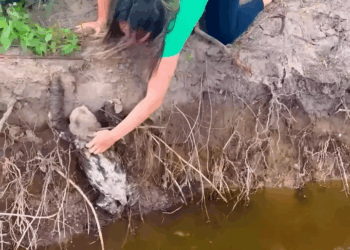 M2709007_Attempting to Help a Sloth Stuck in Water_part2