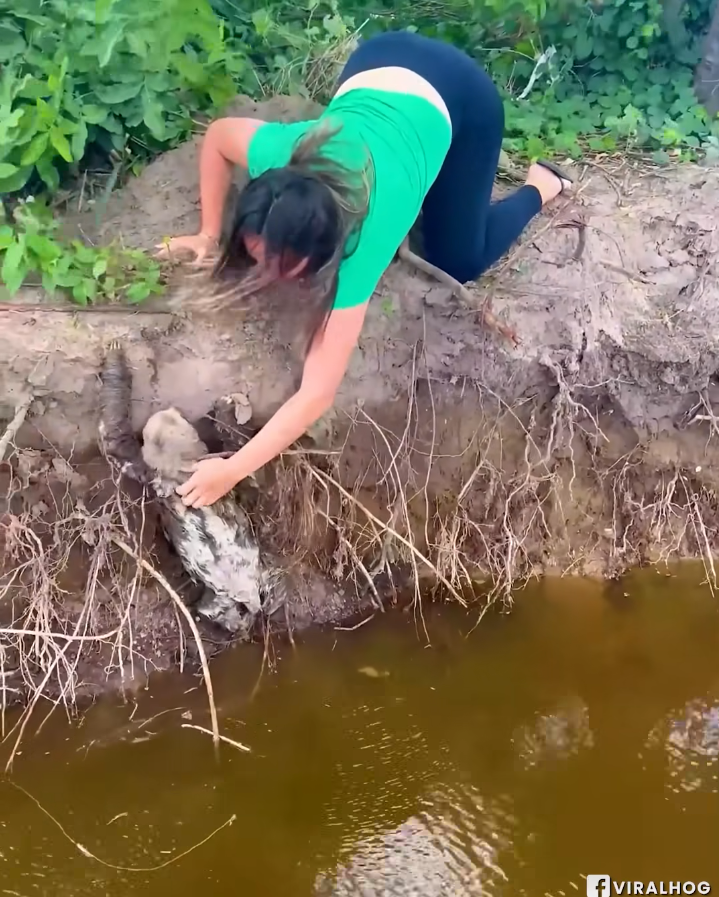 M2709007_Attempting to Help a Sloth Stuck in Water_part2