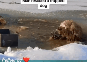 M2709006_Animal rescue#rescuedog #dogrescue #dogsoftiktok #foryoupage #foryou #dogs _part2