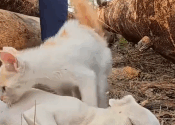 M2709002_While I was at home cooking, my daughter ran in and told me she saw a dog lying motionless in the park near our house. I ran out to see and saw th_part2