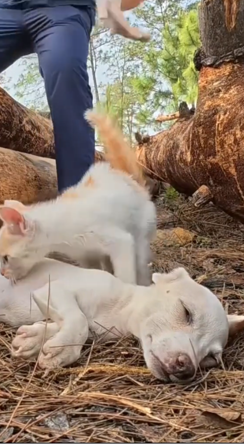 M2709002_While I was at home cooking, my daughter ran in and told me she saw a dog lying motionless in the park near our house. I ran out to see and saw th_part2