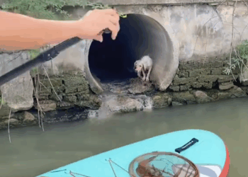 M2809003_rescue dog stuck in sewer 🐕🐕❤️❤️❤️ #1millionaudition #dogsoftiktok #videoviral #dog #dogs #rescue _part2