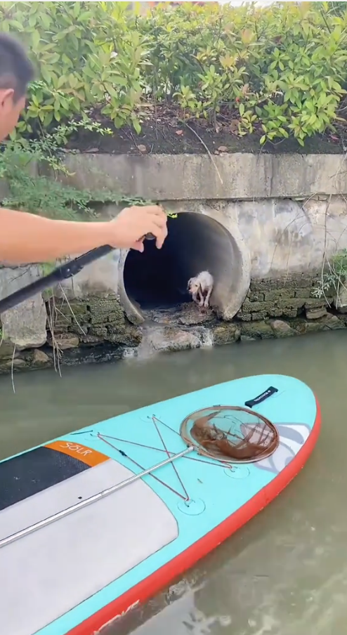 M2809003_rescue dog stuck in sewer 🐕🐕❤️❤️❤️ #1millionaudition #dogsoftiktok #videoviral #dog #dogs #rescue _part2