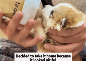 saved puppy was bullied by monkey,and then#rescue#for you_part2