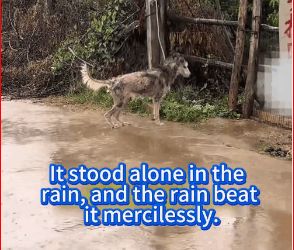 It really infuriating. Who doesn love their dog so much_part2