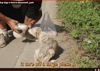 life of stray dogs is lived in abasement!_part2