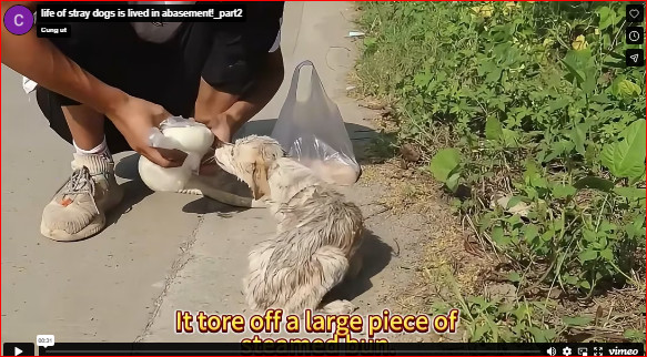 life of stray dogs is lived in abasement!_part2