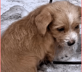 lost dog curled up in snow#rescue #sharethecare #foryou #dog_part2
