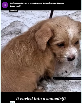 lost dog curled up in snow#rescue #sharethecare #foryou #dog_part2
