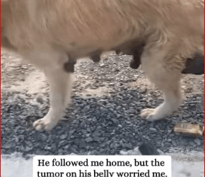 saw puppy lying on ground whimpering then #fyp #rescue #a…_part2