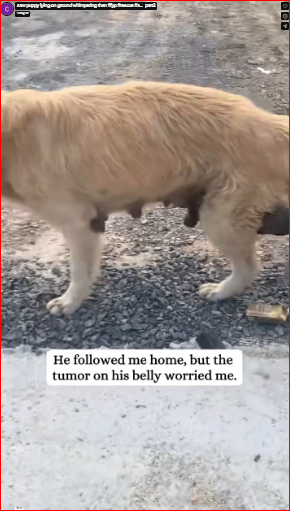 saw puppy lying on ground whimpering then #fyp #rescue #a…_part2