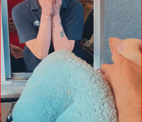 little pig is about to fall off vehicle.It so pitiful.We deci…_part2