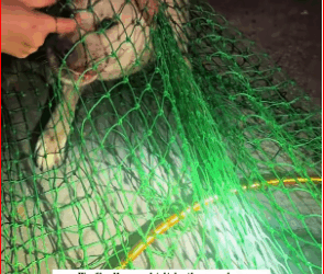 found stray dog its mouth tightly bound by wire,and then #re…_part2