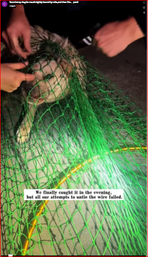 found stray dog its mouth tightly bound by wire,and then #re…_part2