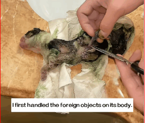 found small creature on street in early morning. It turne…_part2