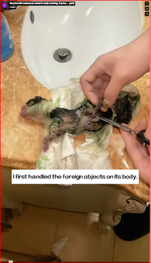 found small creature on street in early morning. It turne…_part2