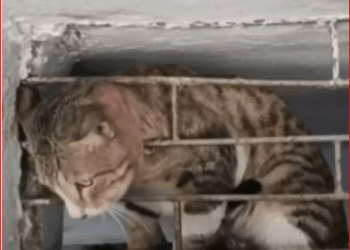 My heart broke the moment I saw those suffering dogs.#cat #catcutevideo #catvideo (1) part2