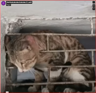 My heart broke the moment I saw those suffering dogs.#cat #catcutevideo #catvideo (1) part2