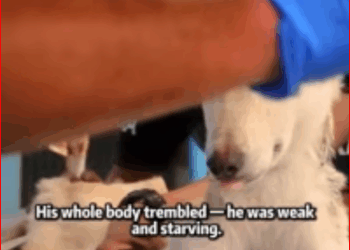 dog got stuck in rock crevice. #rescuedog #rescueanimals #straydo…_part2