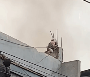 brave man rescued year old dog burning bulding in Parag…_part2