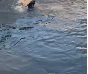 Let go.. #pet #xuhuong #fyp #trending #dog_part2