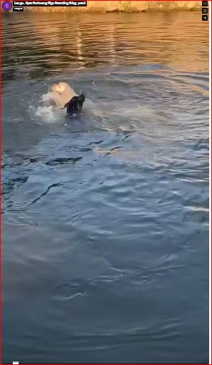 Let go.. #pet #xuhuong #fyp #trending #dog_part2