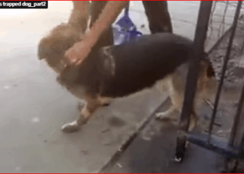 Firefighters trapped dog_part2