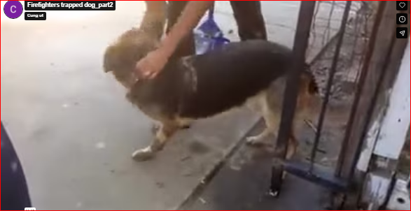 Firefighters trapped dog_part2