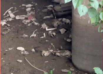 It was heartbreaking to witness those dogs suffer.#dog #xuhuong #fyp #trending #pet part2