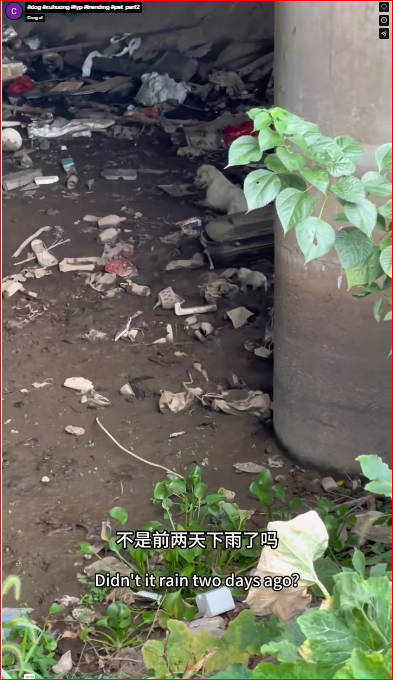 It was heartbreaking to witness those dogs suffer.#dog #xuhuong #fyp #trending #pet part2